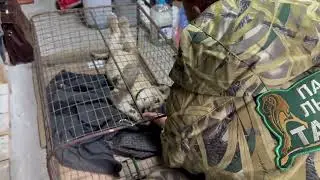 Олег Зубков знакомится с львицей Асадой