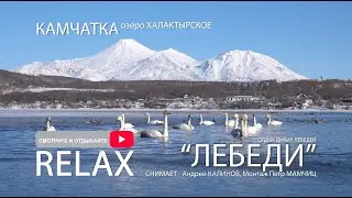 Дикие Лебеди на Камчатке..залипательное видео со всех возможных ракурсов в 4k качестве. РЕЛАКС видео