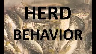 Herd behavior, where it works, where it is dangerous