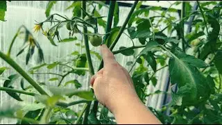 СРОЧНО УДАЛЯЕМ ВРЕДНЫЕ ЛИСТЬЯ НА ТОМАТАХ! ФОРМИРОВКА НИЗКОРОСЛЫХ СОРТОВ!