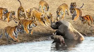 Amazing Moments Of Wild Animals 2022 - Epic Animals Fights Caught on Camera #2