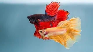 100% SUCCESS of caring BETTA FISH