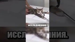 Рентген для котика (и не только)