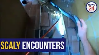 WATCH | Elderly KZN woman uses walking stick to ward off 2.1m black mamba