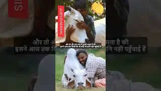 #एक गाय हर रोज भगवान श्री कृष्ण के दर्शन करने आती है#like#subscribe👍🔔🙏🪔🚩