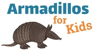 Armadillos for Kids