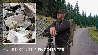 Iconic Places, Hidden Waterfalls and Rare Wildlife!!  |  Colorado Photography