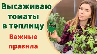 ВЫСАДКА ТОМАТОВ ЛЁЖА. ЧТО ПОЛОЖИТЬ В ЛУНКУ. ПРИ КАКОЙ ТЕМПЕРАТУРЕ ВЫСАЖИВАТЬ ТОМАТЫ НА ГРЯДКУ