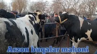 Dõrmoncha mol bozori semiz boqma va yosh buqalar narhlari 5.12.2023yil