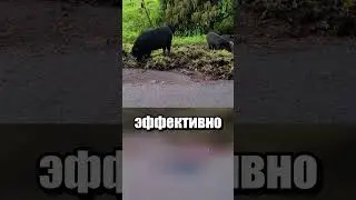 Бой с дикими кабанами