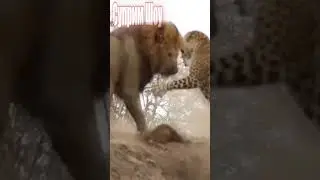 Лев Против Леопарда #animals #животные