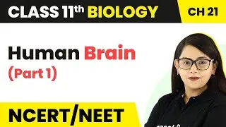 Human Brain (Part 1) - Neural Control And Coordination | Class 11 Biology NEET / AIIMS