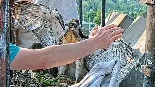 Fly Larvae Infestation in Young Red-tailed Hawks' Ears = Veterinary Intervention @ the 