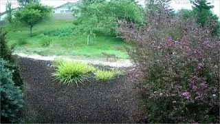 coyotes possum ducks