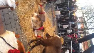 Santa's Reindeer's