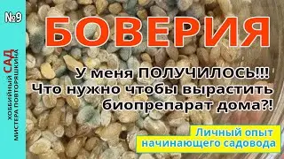 Boveriya. I DID IT!!! What do you need to grow a biological product at home?!