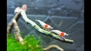 How to Keep and Breed Caridina Shrimp