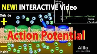NEW: INTERACTIVE Animation: Action Potential in Neurons, Animation with Quiz