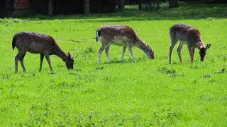 Олени Hirschpark  Hamburg