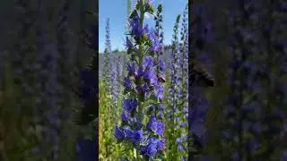 Синяк , медонос , самосев .