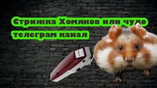 Как создают и раскручивают скам канал | заработок в интернете 2023