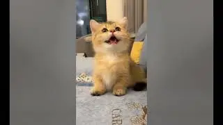 Cute Cat Compilation 🐈| Beautiful Cat| Humpty Hobbies
