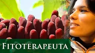 O QUE É FITOTERAPIA? - FITOTERAPEUTA PAULA PIRES- SITE: WWW.PAULAPIRES.COM.BR