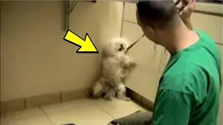 They wanted to put the dog to sleep, but they took it an hour before it was put to sleep!😭