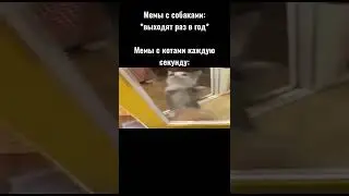 мемы с котами 