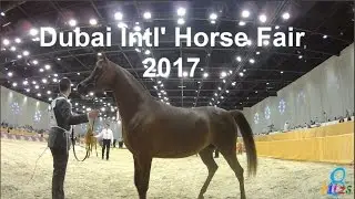 Dubai International Horse Fair 2017