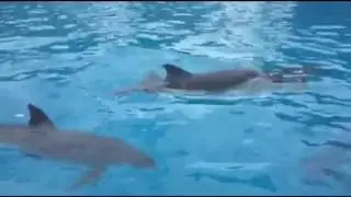 Фреке!