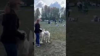 Бугай Алабай Чонгар на выставке в Ижевске Ч2