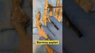 Barmoq paylari ✌️