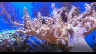 МОРЕ ПРОСТЫЕ КОРАЛЛЫ ОБОРУДОВАНИЕ КИТАЙСКОЕ