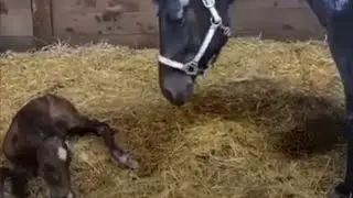 Horse giving birth | horse give birth while standing 