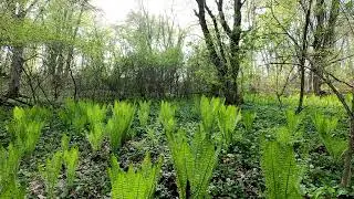 Captivating Harmonies: Experiencing Evening Birdsongs in the Spring Forest
