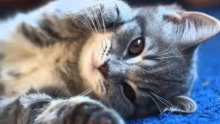 Cute Cats and Kittens Doing Funny Things 2018/Baby Cats