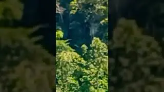 #shorts #yamashita #gold :treasure adventure recovered gold