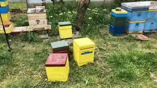 Разгромил пасеку на миникусочки испугавшись роевого пчеловодного сезона