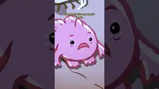 Giant Frogfish 🐸🐟 