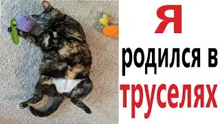 Приколы! Я РОДИЛСЯ В ТРУСЕЛЯХ - МЕМЫ!!! Смешные видео от – Доми шоу!