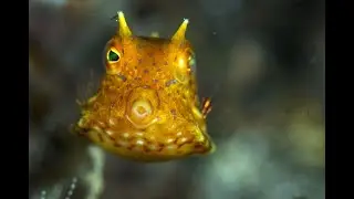 Scuba diving in Krabi. Thailand underwater video with turtles, sea snakes, wreck diving