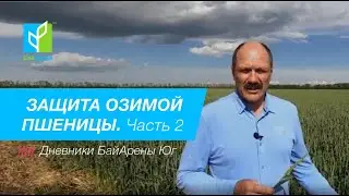 Озимая пшеница. Защита от болезней на стадии цветения