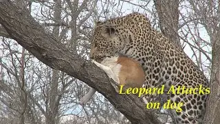 Leopard Attacks on dogs / Leopard kill dogs