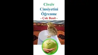 Civcivin Cinsiyetini Öğrenme