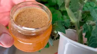Я Реально Офигел! Даже у Хилых Томатов и Перца Стебель Толстый как Палец! Поливаю Вот Таким Настоем!