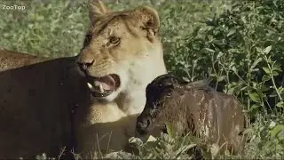 The lioness spared the wildebeest cub, and he treats her like a mother!