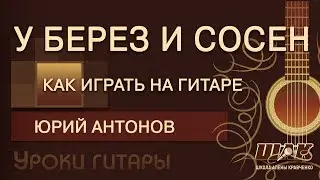 У берез и сосен Антонова топ-разбор песни под гитару. Фрагмент прямой трансляции ШАК №4