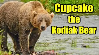 Cupcake the Kodiak Brown Bear  – Alaska Bears - Behind the Scenes
