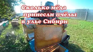 УЛЕЙ СИБИРИ, СКОЛЬКО ПЧЁЛЫ В НЁМ ПРИНЕСЛИ МЁДА, ПОДГОТОВКА ПЧЁЛ В ЗИМУ НА МЕДУ